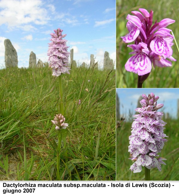 DACTYLORHIZA: immagini di una splendida orchidacea.